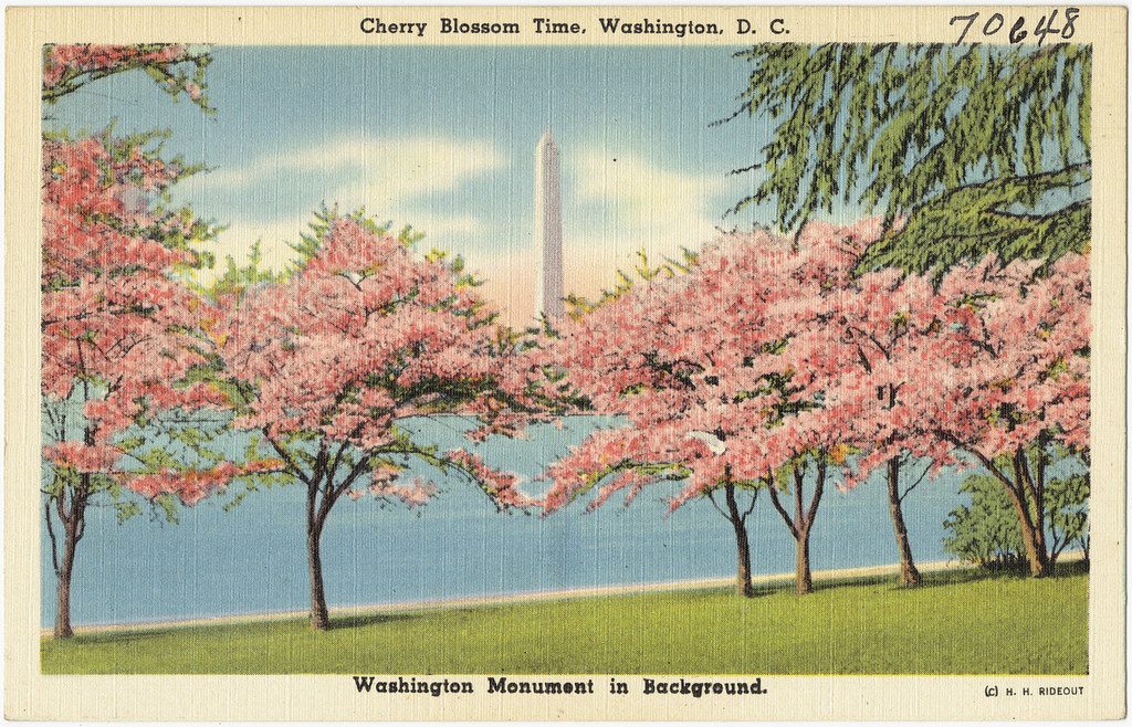 Cherry Blossom time, Washington, D. C., Washington Monument in background.