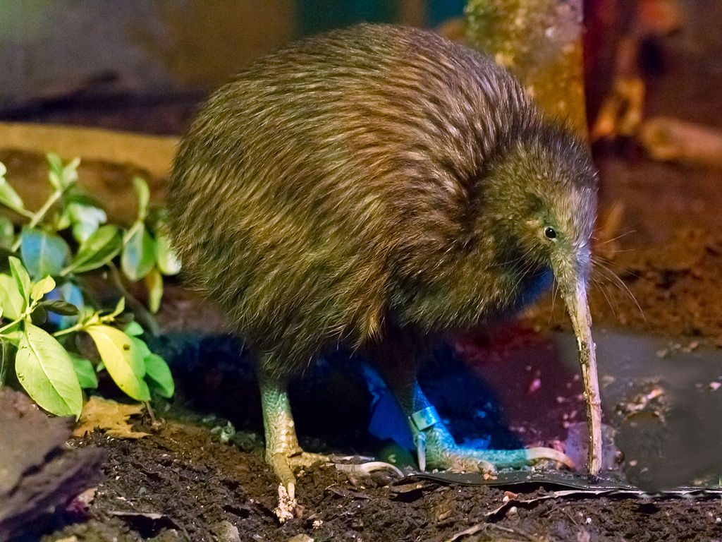 Kiwi, New Zealand